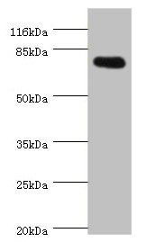 SH2B1 Antibody