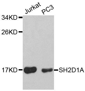 SH2D1A antibody