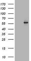 SH2D2A Antibody
