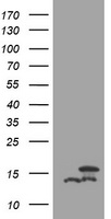 SH2D2A antibody