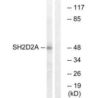 SH2D2A antibody