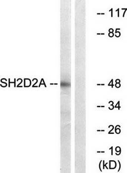 SH2D2A Antibody