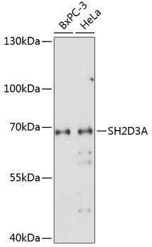 SH2D3A antibody