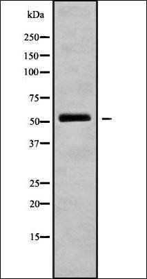 SH2D4A antibody