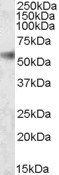 Goat anti-SH2D4A Antibody