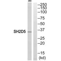 SH2D5 antibody
