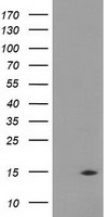 SH3 containing Grb 2 like 1 protein Antibody