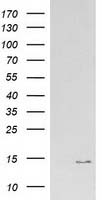 SH3 containing Grb 2 like 1 protein Antibody