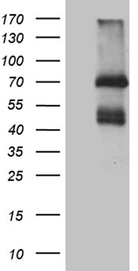 SH3BGRL antibody