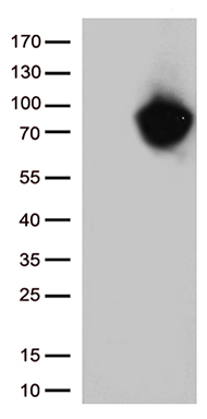 SH3BP1 Antibody