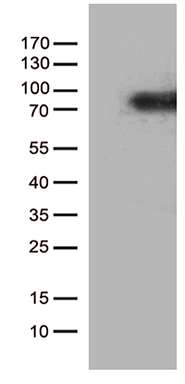 SH3BP1 Antibody