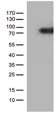 SH3BP1 antibody