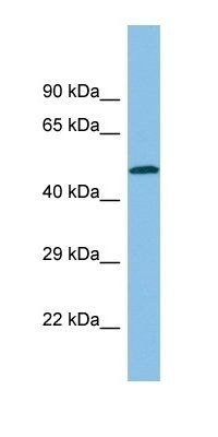 SH3BP1 antibody