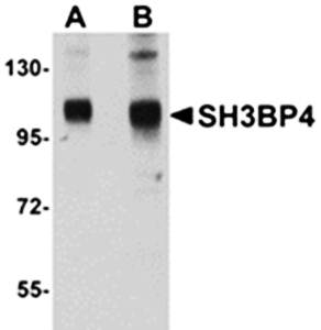 SH3BP4 Antibody