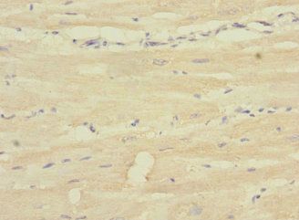 SH3D19 Antibody