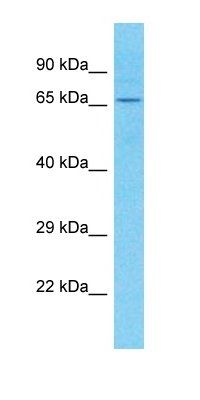 C1orf113 antibody
