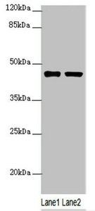 SH3GL1 Antibody