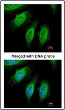 SH3GL1 antibody