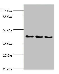 SH3GL2 antibody