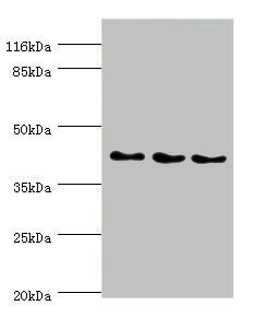 SH3GL2 Antibody