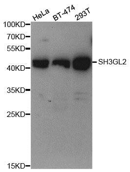 SH3GL2 antibody
