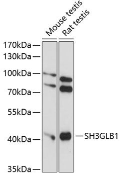 SH3GLB1 antibody