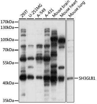 SH3GLB1 antibody