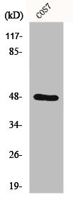 SH3GLB2 antibody