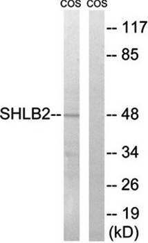 SH3GLB2 antibody