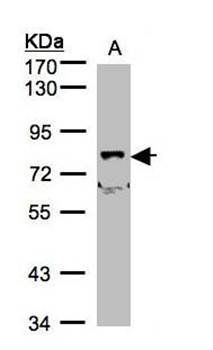 SH3KBP1 binding protein 1 antibody