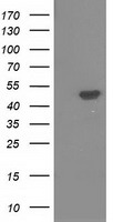 SH3PX1 (SNX9) antibody