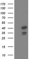 SH3PX1 Antibody