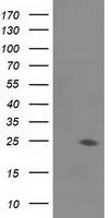 SH3PX1 (SNX9) antibody