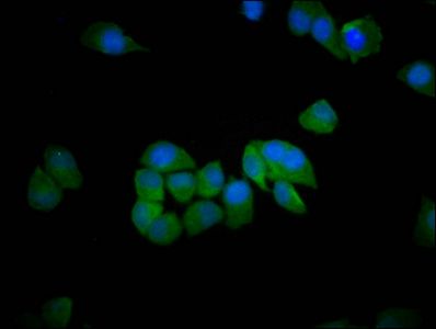 SH3RF1 Antibody