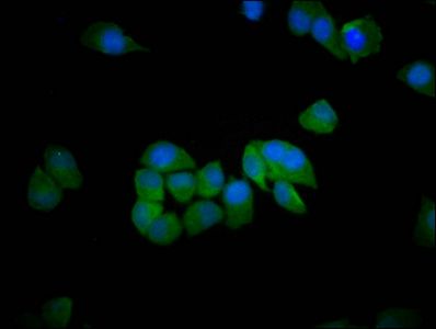 SH3RF1 antibody