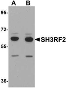 SH3RF2 Antibody