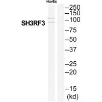 SH3RF3 antibody