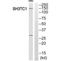 SH3TC1 antibody