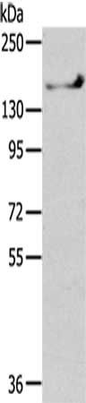 SHANK1 Antibody