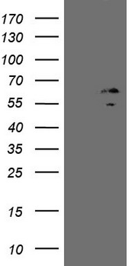 SHARP1 (BHLHE41) antibody