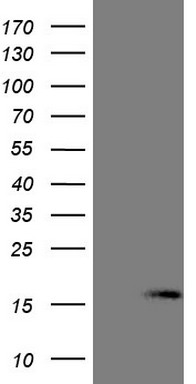 SHARP1 (BHLHE41) antibody