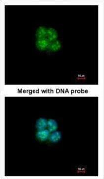 SHARP2 antibody [N1N2], N-term