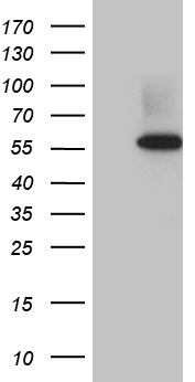 SHARP2 (BHLHE40) antibody