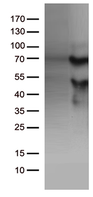 SHARP2 Antibody