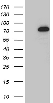 SHARP2 (BHLHE40) antibody