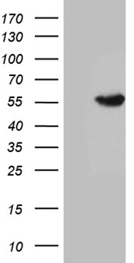 SHARP2 (BHLHE40) antibody