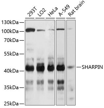 SHARPIN antibody