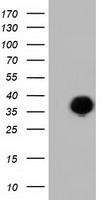 SHC (SHC1) antibody