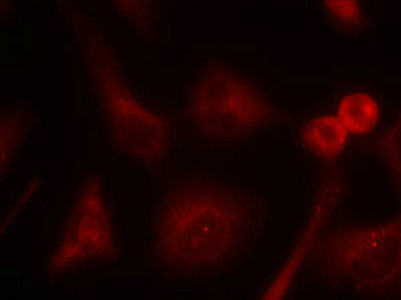 SHC1 (Ab-349) antibody