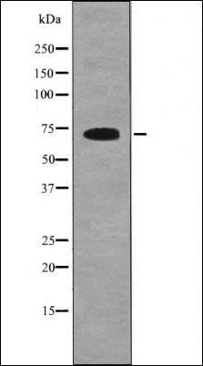 SHC1 (Phospho-Tyr349+Tyr350) antibody